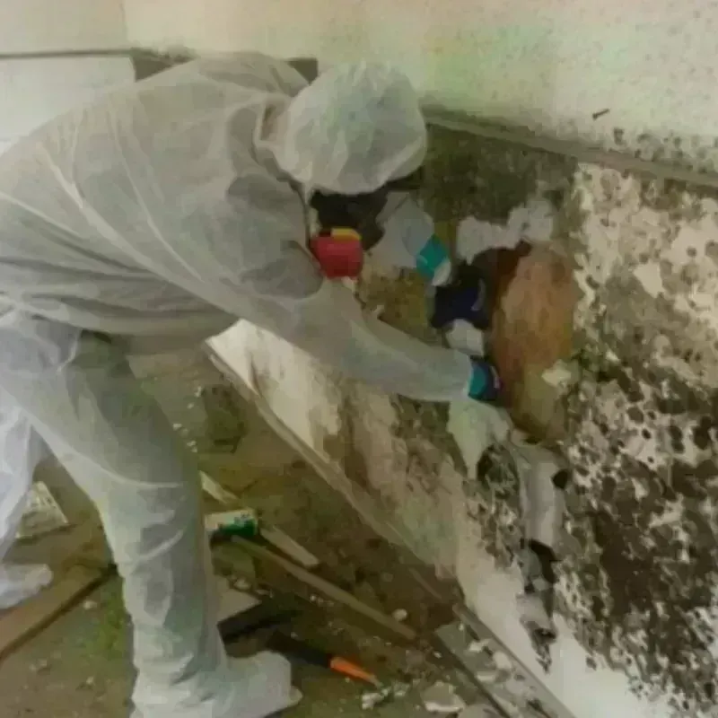 Mold Remediation and Removal in Pensacola, FL